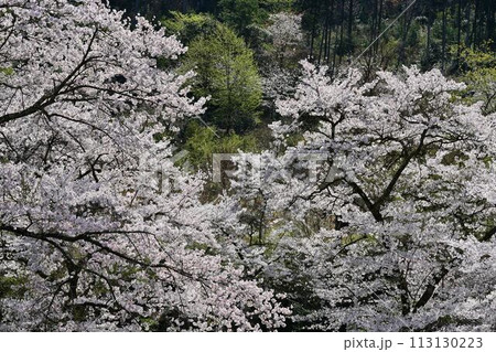 桜咲く春の文保寺 113130223