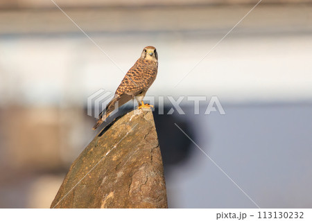 監視する美しいチョウゲンボウ（ハヤブサ科）。  日本国千葉県松戸市、江戸川河川敷にて。 2023年1 113130232
