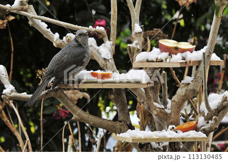 餌台で休むヒヨドリと背景の椿の花 餌台で休むヒヨドリと背景の椿の花 113130485