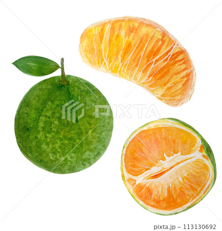 Orange and green mandarine watercolor isolated on white 113130692