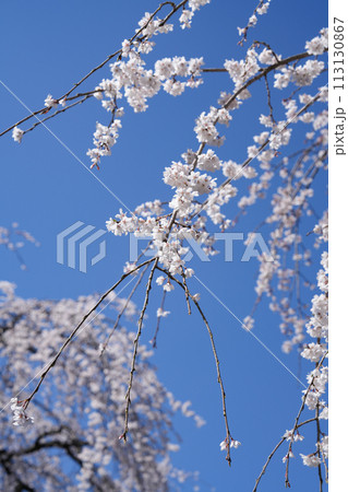 多摩霊園の枝垂桜 113130867