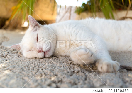 ドブロブニクの石畳で眠る猫 113130879