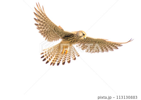 ホバリングする美しいチョウゲンボウ（ハヤブサ科）。  日本国千葉県松戸市、江戸川河川敷にて。 202 113130883