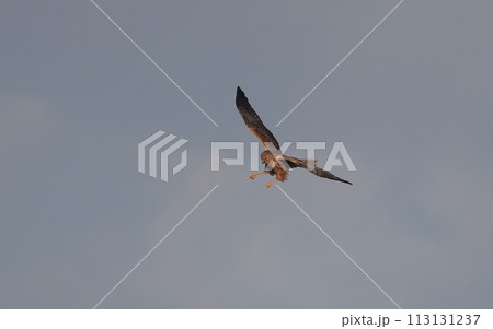 飛びながら糞をするチュウヒ 113131237