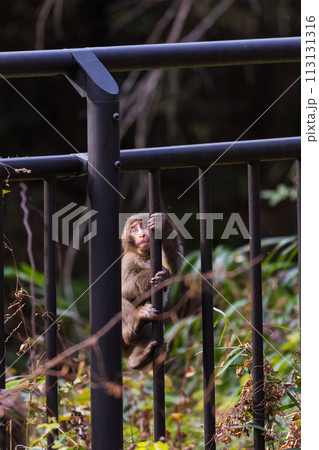 群馬県安中市の秋　アプトの道　野生のニホンザル 113131316
