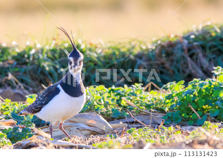 構造色が美しい田んぼの貴婦人ことタゲリ（チドリ科）の群れ。  日本国神奈川県平塚市、岡崎耕地にて。 113131423