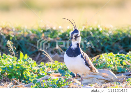 構造色が美しい田んぼの貴婦人ことタゲリ(チドリ科)の群れ。 日本国神奈川県平塚市、岡崎耕地にて。 構造色が美しい田んぼの貴婦人ことタゲリ(チドリ科)の群れ。 日本国神奈川県平塚市、岡崎耕地にて。 113131425