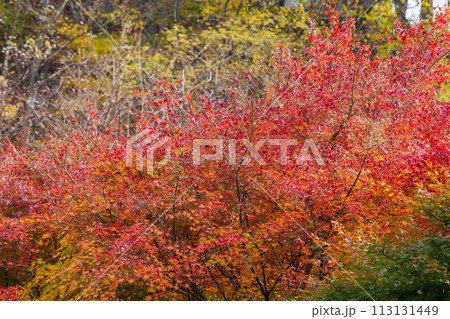 群馬県安中市の秋 紅葉のアプトの道 群馬県安中市の秋 紅葉のアプトの道 113131449
