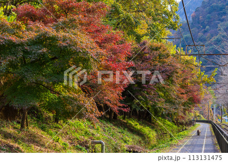 群馬県安中市の秋 紅葉のアプトの道 群馬県安中市の秋 紅葉のアプトの道 113131475