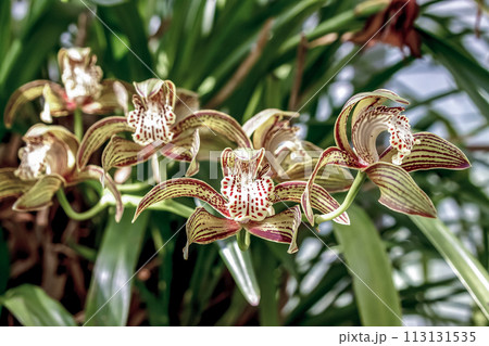 洋蘭、シンビィディウム・トレイシアヌム【シンビジウム属】 洋蘭、シンビィディウム・トレイシアヌム【シンビジウム属】 113131535