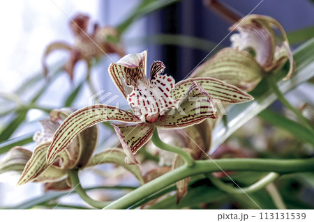 洋蘭、シンビィディウム・トレイシアヌム【シンビジウム属】 113131539