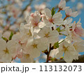 sakura 113132073