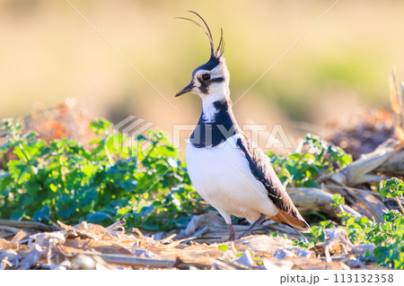 飛翔する構造色が美しい田んぼの貴婦人ことタゲリ(チドリ科)の群れ。 日本国神奈川県平塚市、岡崎耕地 飛翔する構造色が美しい田んぼの貴婦人ことタゲリ(チドリ科)の群れ。 日本国神奈川県平塚市、岡崎耕地 113132358