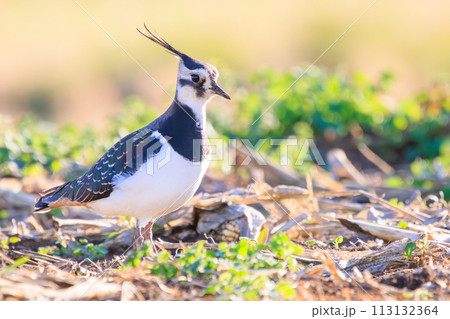 飛翔する構造色が美しい田んぼの貴婦人ことタゲリ（チドリ科）の群れ。  日本国神奈川県平塚市、岡崎耕地 113132364