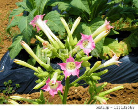 タバコの花 沖縄の思い出 タバコの花 沖縄の思い出 113132568