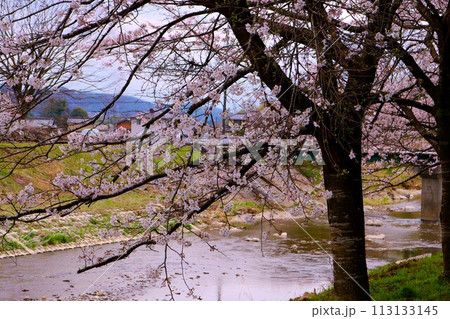 川沿いに咲く桜の花 穏やかな春の日 川沿いに咲く桜の花 穏やかな春の日 113133145