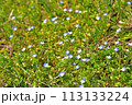 オオイヌノフグリ 113133224