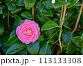 日本のヤブツバキの花 113133308