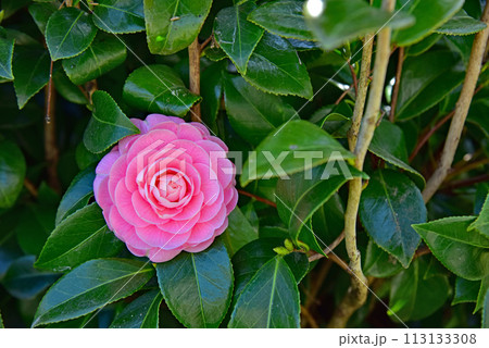 日本のヤブツバキの花 113133308