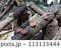 日本の代表的キノコ「椎茸」 113133444