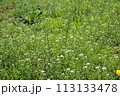 春の七草「ナズナ」 113133478
