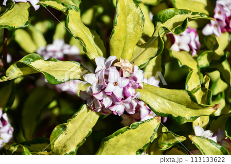 沈丁花 沈丁花 113133622