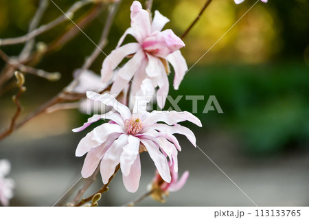 シデコブシ 113133765