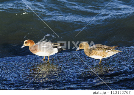 ヒドリガモのつがい 113133767