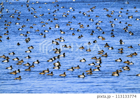 スズガモの群れ スズガモの群れ 113133774
