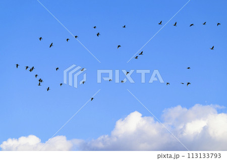 カワウの群飛と雲 113133793