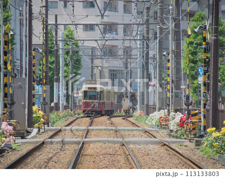 都電荒川線と沿線に咲くバラ 都電荒川線と沿線に咲くバラ 113133803