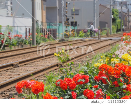 都電荒川線沿線に咲くバラ(たくさん) 都電荒川線沿線に咲くバラ(たくさん) 113133804