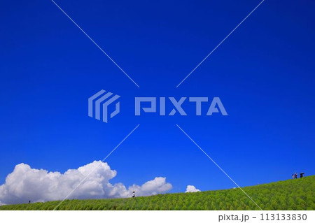 夏空の下で育つ緑のコキア 113133830