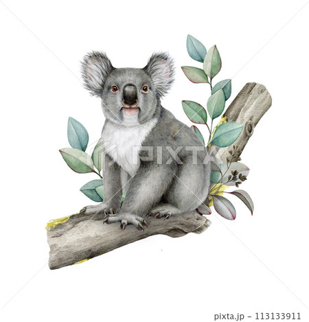 Koala bear on eucalyptus tree branch. Watercolor painted illustration. Australian native wildlife animal. Cute grey fluffy koala sitting on a gum tree branch with leaves. Isolated on white background 113133911