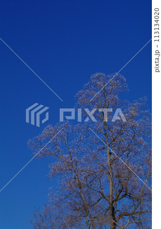 枯木の風景 113134020