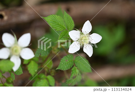 クサイチゴ(草苺)の花 クサイチゴ(草苺)の花 113134024