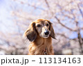 桜とダックス 113134163