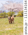 桜とダックス　走る 113134164