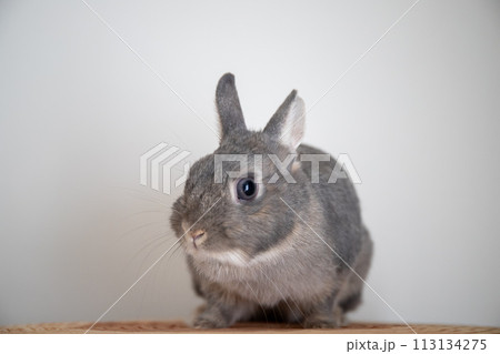 うさぎ 113134275