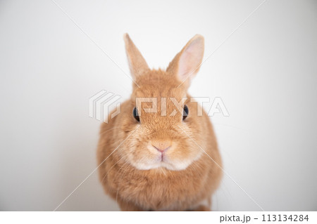 うさぎの正面顔 うさぎの正面顔 113134284