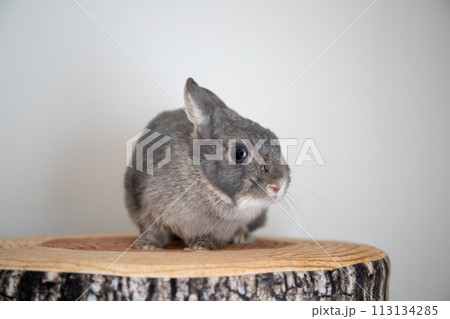 切り株の上のうさぎ 113134285