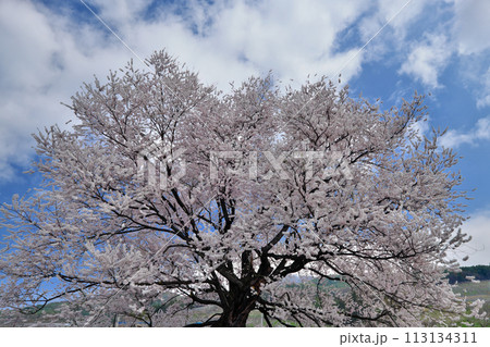 さくら さくら 113134311