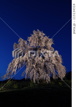 夜桜 113134314