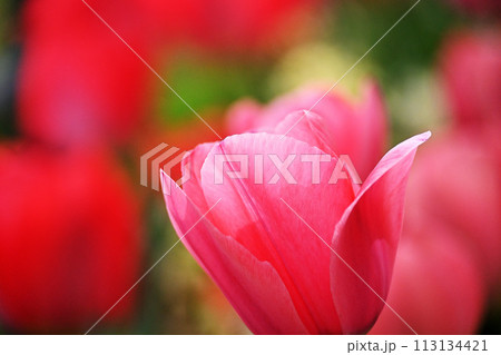ピンクのチューリップ 113134421