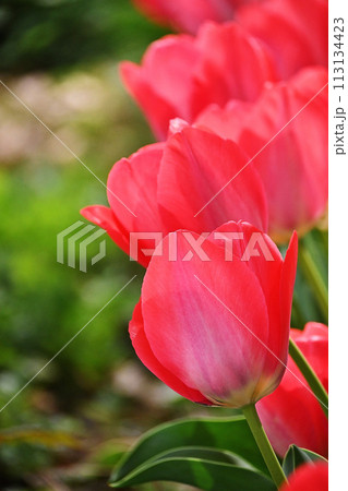 ピンクのチューリップ 113134423