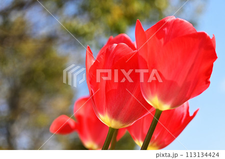 光に透ける赤いチューリップ 113134424