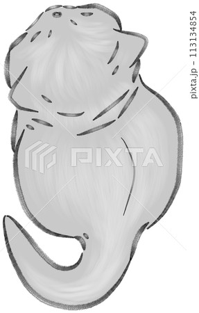 View from above gray kitten sitting 113134854