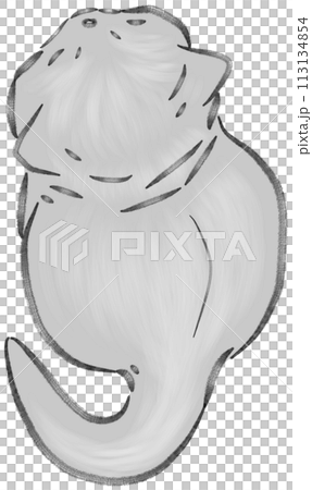 View from above gray kitten sitting 113134854