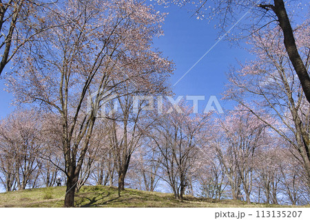 美の山公園の桜 113135207
