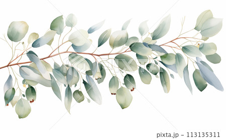 Watercolor Eucalyptus 113135311